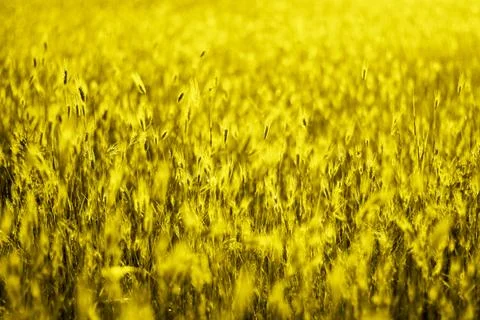 Illuminating rye field at sunset Stock Photos