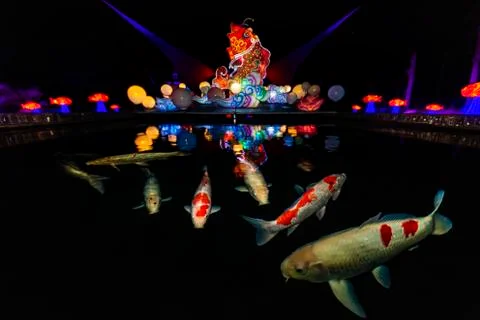 Illumination reflection on the flat water with big and colorful Koi fishes Stock-Fotos