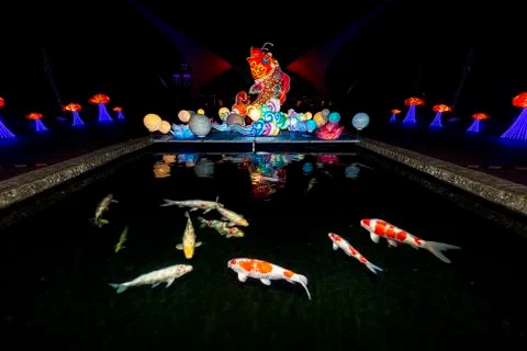 Illumination reflection on the flat water with big and colorful Koi fishes Фото
