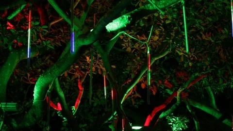 Illumination on tree branches Vidéo 74170811