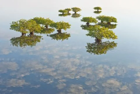 The illusion of soaring trees among the clouds Stock Photos