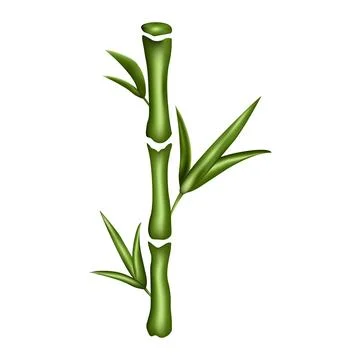 Illustrated bamboo isolated on white background. EPS10. Stock Illustration