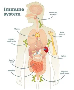 Illustrated vector human immune system full diagram Stock Illustration