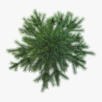 Illustration 3D Conifer Tree 150cm Xmas Decor Stock Illustration
