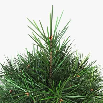 Illustration 3D Conifer Tree 150cm Xmas Decor Stock Illustration
