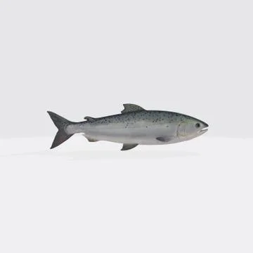 Illustration of a 3D rendering view of a trout on a white background Stock Illustration