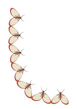 Illustration on A4 format - frames of moths. Design element for the design of Stock Illustration