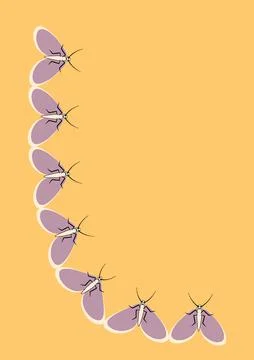 Illustration on A4 format - frames of moths. Design element for the design of Stock Illustration