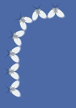 Illustration on A4 format - frames of moths. Design element for the design of Stock-Illustration