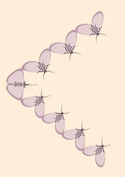 Illustration on A4 format - frames of moths. Design element for the design of イラスト素材
