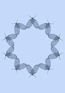 Illustration on A4 format - frames of moths. Design element for the design of Stock Illustration