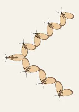 Illustration on A4 format - frames of moths. Design element for the design of イラスト素材