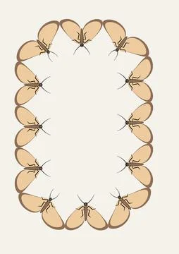 Illustration on A4 format - frames of moths. Design element for the design of Stock Illustration