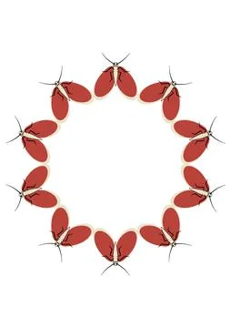 Illustration on A4 format - frames of moths. Design element for the design of Stock Illustration