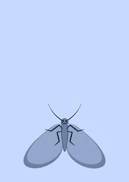 Illustration on A4 format - frames of moths. Design element for the design of イラスト素材