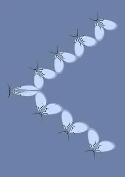 Illustration on A4 format - frames of moths. Design element for the design of イラスト素材
