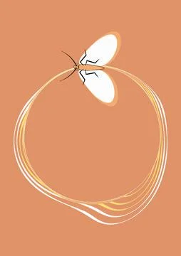 Illustration on A4 format - frames of moths. Design element for the design of イラスト素材