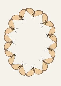 Illustration on A4 format - frames of moths. Design element for the design of イラスト素材