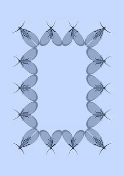 Illustration on A4 format - frames of moths. Design element for the design of Stock Illustration