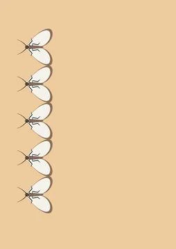 Illustration on A4 format - frames of moths. Design element for the design of 스톡 일러스트