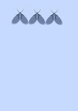 Illustration on A4 format - frames of moths. Design element for the design of イラスト素材