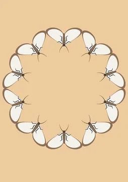 Illustration on A4 format - frames of moths. Design element for the design of イラスト素材