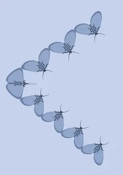 Illustration on A4 format - frames of moths. Design element for the design of イラスト素材