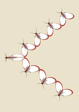 Illustration on A4 format - frames of moths. Design element for the design of イラスト素材
