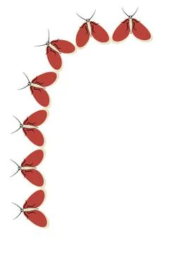 Illustration on A4 format - frames of moths. Design element for the design of Illustrazione stock