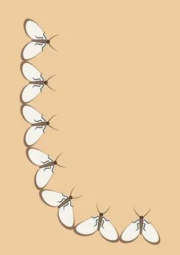 Illustration on A4 format - frames of moths. Design element for the design of Stock Illustration