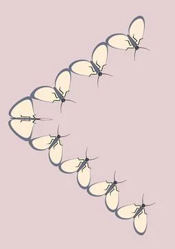 Illustration on A4 format - frames of moths. Design element for the design of Illustrazione stock