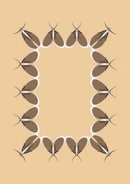 Illustration on A4 format - frames of moths. Design element for the design of イラスト素材