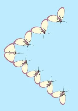 Illustration on A4 format - frames of moths. Design element for the design of Illustrazione stock