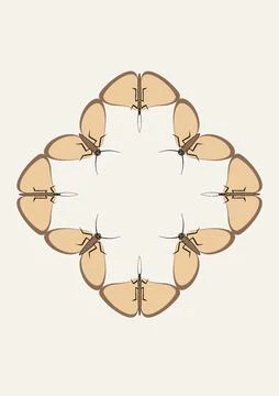Illustration on A4 format - frames of moths. Design element for the design of Illustrazione stock