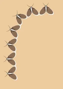 Illustration on A4 format - frames of moths. Design element for the design of イラスト素材