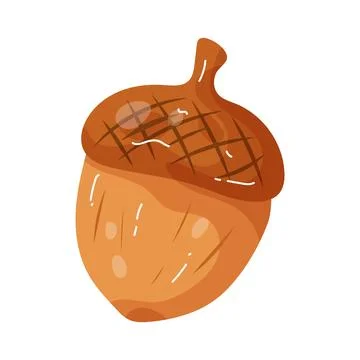 Illustration of acorn 스톡 일러스트