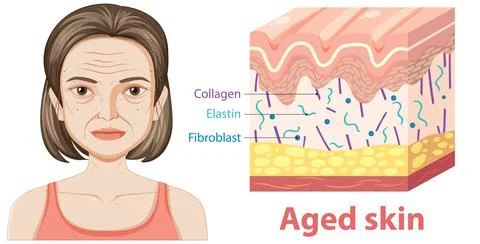 Illustration of Aged Skin Structure Stock Illustration