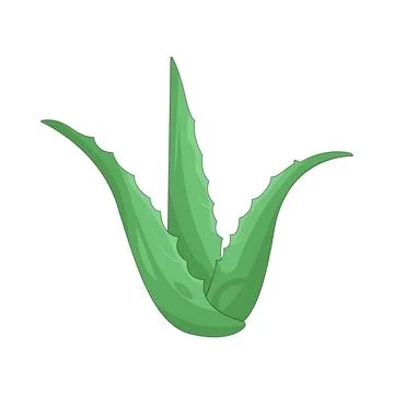 Illustration of Aloe vera Stock Illustration