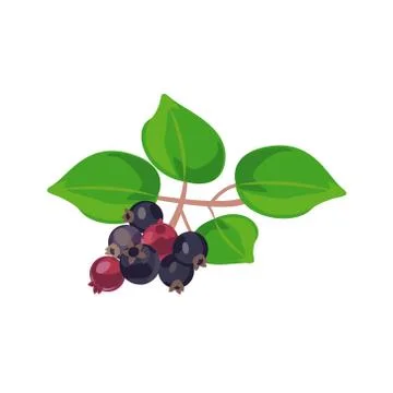 Illustration of Amelanchier. vector Stock Illustration