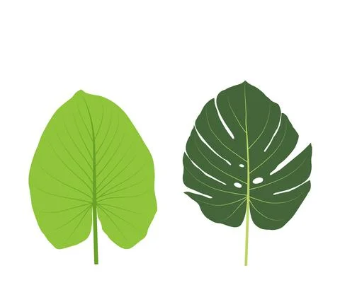 Illustration and vector,  Monstera and King of Heart leaf, green plants Stock Illustration