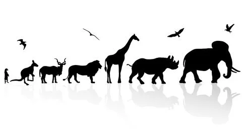 Illustration of animals with shadow or reflections  hand drawn black silhouette Stock Illustration
