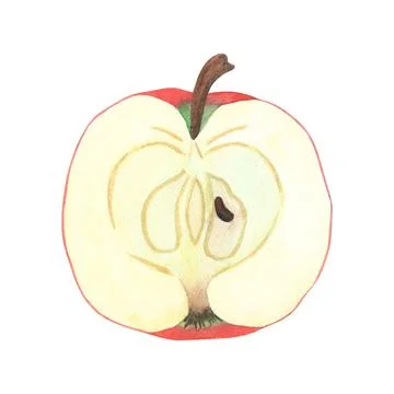 Illustration of an apple slice, a hand-drawn watercolor fruit. Ripe, realistic Stock Illustration