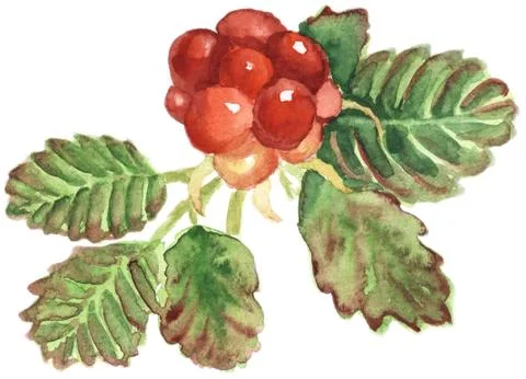Illustration of arctic bramble Illustrazione stock