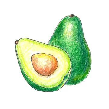 The illustration of avocado fruit Stock Illustration