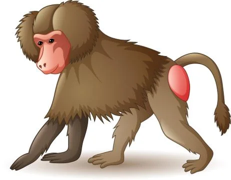 Illustration of baboon isolated on white background Stock Illustration