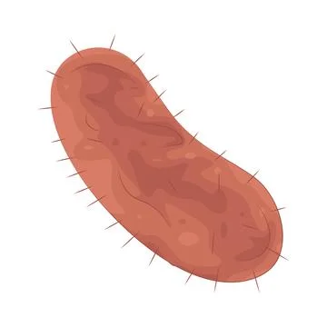 Illustration of Bacteria Stock Illustration