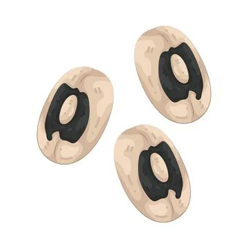 Illustration of bean Illustrazione stock