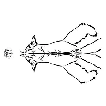 Illustration : Beautiful Squirrel Stock Illustration