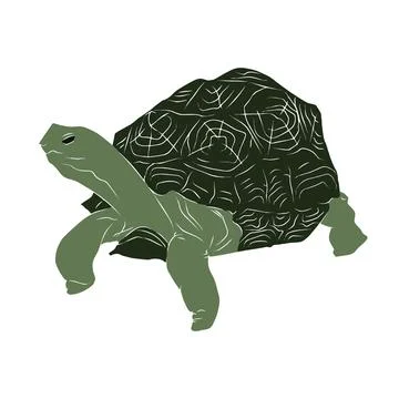 Illustration : Beautiful turtle Stock Illustration