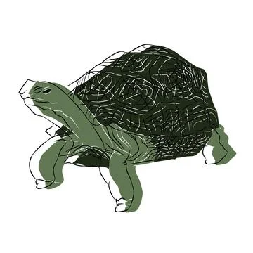 Illustration : Beautiful Turtle Image Stock Illustration